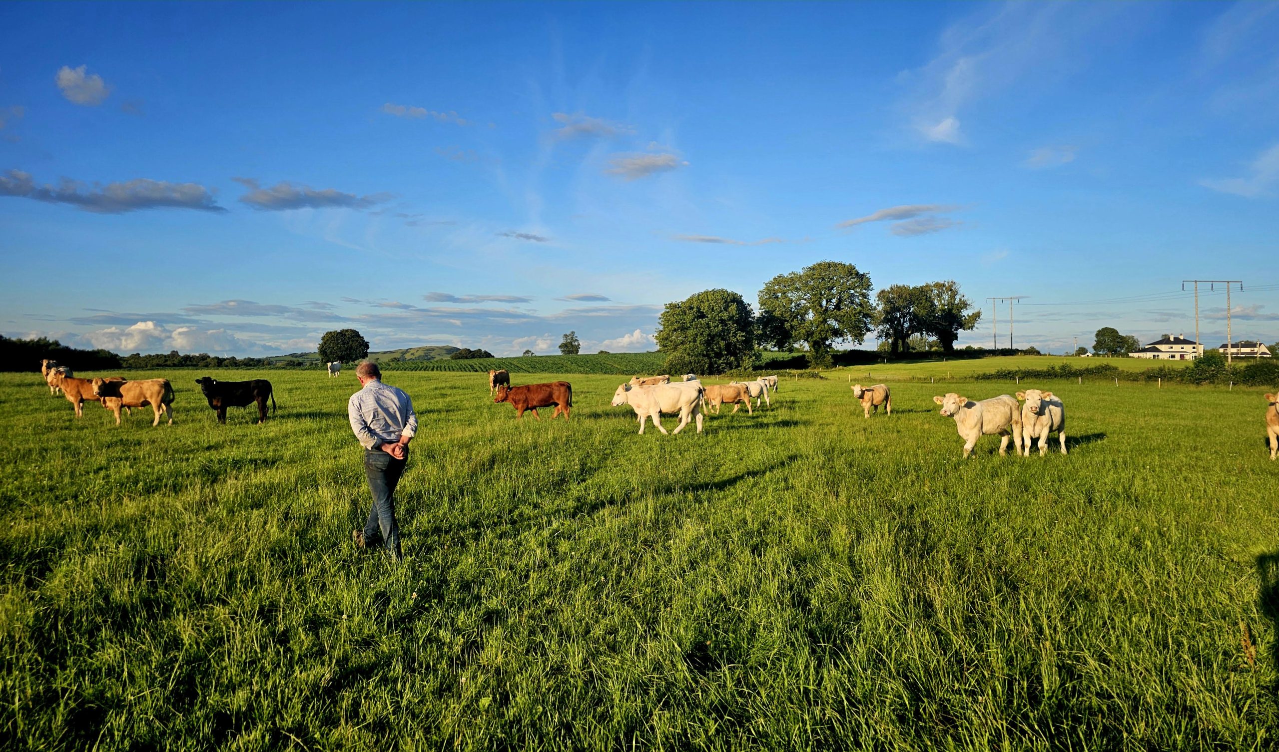 Man walking through a grassy field surrounded by cows, with a blue sky above, symbolizing rural farming and agriculture.